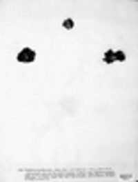 Umbilicaria proboscidea image